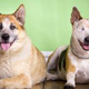Illustration for article titled Blind Dog and His Seeing-Eye Dog Make Everything Right